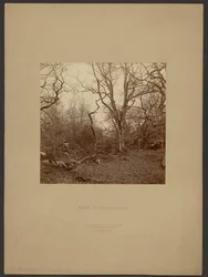 Fontainebleau-skogen