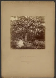 Fontainebleau-skogen