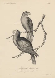 1. Psittacula lineola och 2. Brotogeris aurifrons, litografi av J.T. Bowen, 1850.