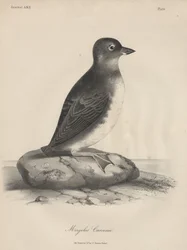 Megalus Cassinii, litho av J.T. Bowen, 1850