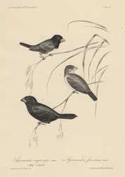 Spermestes Nigriceps (hane och hona) och Spermestes Fuscans, litografi av J.T. Bowen, 1850