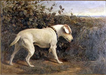 Terrier i ett landskap