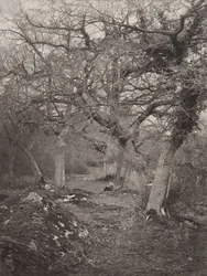 Forest of Fontainebleau, 1870-talet.