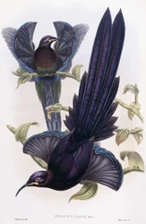 Epimachus Elliotti, Ward, ca 1891-1898