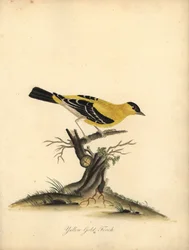Amerikansk guldfink, Carduelis tristis. (Gul guldfink, Fringilla tristis) Handkolorerad kopparstick av en illustration av William Hayes från Portraits of Rare and Curious Birds from the Menagery of Osterly Park.