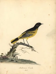 Baltimore oriole, Icterus galbula. (Baltimore oriole, Oriolus baltimore) Handkolorerad kopparstick av en illustration av Matilda Hayes från William Hayes