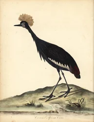 Svart krönt trana, Balearica pavonina. (Ardea pavonina). Sårbar. Handfärgad kopparstick av en illustration av William Hayes och hans barn C från Portraits of Rare and Curious Birds from the Menagery of Osterly Park (London: Bulmer