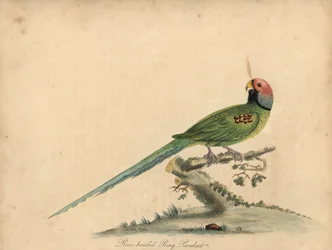 Blomhövdad parakit, Psittacula roseata. (Roshövdad ringparrakeet) Handfärgad kopparstick av en illustration av William Hayes och hans dotter Matilda Hayes från William Hayes