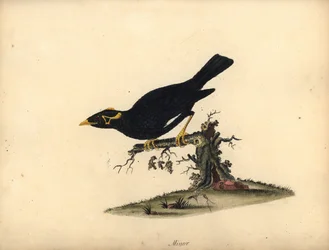 Vanlig kullemyna, Gracula religiosa. (Minor grakle) Handfärgad kopparstick av en illustration av William Hayes från Portraits of Rare and Curious Birds from the Menagery of Osterly Park (London: Bulmer