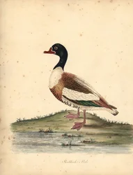 Vanlig shelduck, Tadorna tadorna. (Shieldrake, Anas tadorna.) Handfärgad kopparstick av en illustration av William Hayes från Portraits of Rare and Curious Birds from the Menagery of Osterly Park (London: Bulmer