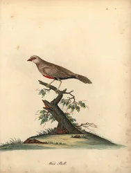 Vanlig vaxnäbb, Estrilda astrild. (Loxia astreld) Handfärgad kopparstick av en illustration av William Hayes från Portraits of Rare and Curious Birds from the Menagery of Osterly Park.