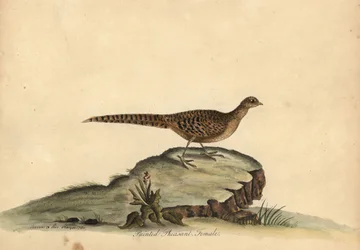 Gyllene eller kinesisk fasan, Chrysolophus pictus, kvinna. .