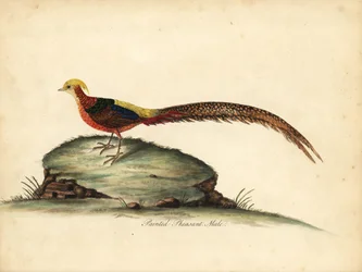 Gyllene eller kinesisk fasan, Chrysolophus pictus, hane. (Målad fasan, Phasianus pictus) Handfärgad kopparstick av en illustration av William Hayes från Portraits of Rare and Curious Birds from the Menagery of Osterly Park, London: Bulmer