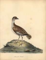 Stor bustard, Otis tarda, hona. Sårbar. Handkolorerad kopparstick av en illustration av William och Emily Hayes från William Hayes Porträtt av sällsynta och nyfikna fåglar från Menagery of Osterly Park.