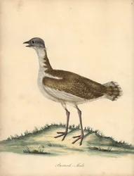 Stor bustard, Otis tarda, hane. Sårbar. Handfärgad kopparstick av en illustration av William Hayes från Portraits of Rare and Curious Birds from the Menagery of Osterly Park (London: Bulmer
