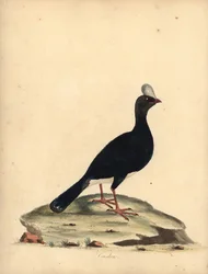 Behornad currasow, Pauxi unicornis. Utrotningshotad. (Cushew, Crax pauxi). Handfärgad kopparstick av en illustration av William Hayes från Portraits of Rare and Curious Birds from the Menagery of Osterly Park (London: Bulmer