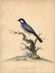 Javasparv, Lonchura oryzivora. Sårbar. (Java grosbeak, Loxea oryxivora) Handfärgad kopparstick av en illustration av William Hayes från Portraits of Rare and Curious Birds from the Menagery of Osterly Park, London: Bulmer