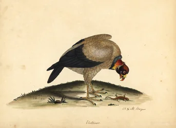 Kungsgam, Sarcoramphus papa (Vultur papa). Handkolorerad kopparstick av en illustration av William Hayes och hans dotter M (Matilda) från Portraits of Rare and Curious Birds from the Menagery of Osterly Park.