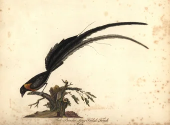 Långstjärtad paradisänka, Vidua paradisaea, hane. (Rödbröstad långstjärtad fink, Emberiza paradisaea) Illustration av William Hayes ur Portraits of Rare and Curious Birds from the Menagery of Osterly Park, Lo