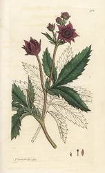 Marsh cinquefoil, Comarum marsh. Handkolorerad kopparstick av James Sowerby från James Smith