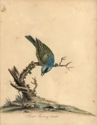 Målad fjärv, Passerina ciris, hona. Nära hotad. Handfärgad kopparstick av en illustration av William Hayes från Portraits of Rare and Curious Birds from the Menagery of Osterly Park (London: Bulmer