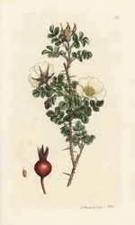 Rosa bål, Rosa spinosissima. Handkolorerad kopparstick av James Sowerby från James Smith