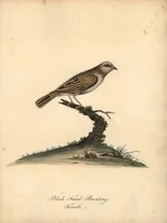 Rödnäbbad quelea, Quelea quelea, hona. (Black-faced bunting, Embereza quelea) Handfärgad kopparstick av en illustration av William Hayes från Portraits of Rare and Curious Birds from the Menagery of Osterly Park (London: Bulmer