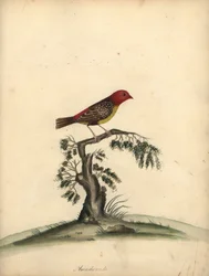 Röd avadavat, Amandava amandava. (Amaduvade, Fringilla amandava) Handfärgad kopparstick av en illustration av William Hayes från Portraits of Rare and Curious Birds from the Menagery of Osterly Park.