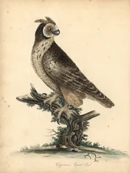 Kortöra, Asio flammeus. (Virginian eared owl) Handfärgad kopparstick av en illustration av William Hayes och hans dotter M (Matilda) från Portraits of Rare and Curious Birds from the Menagery of Osterly Park, London: Bulmer