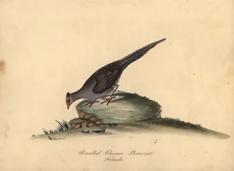 Silverfasan, Lophura nycthemera, hona. (Pencilled kinesisk fasan, Phasianus nycthemerus) Handfärgad kopparstick av en illustration Matilda Hayes från William Hayes