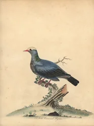 Vitkrönt duva, Patagioenas leucocephala. Nära hotad. (Columba leucocephala) Handfärgad kopparstick av en illustration av William Hayes från Portraits of Rare and Curious Birds from the Menagery of Osterly Park.