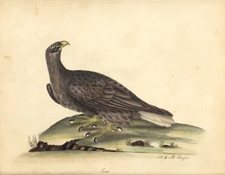 Havsörn, Haliaeetus albicilla (Erne, Aquila albicilla). Handkolorerat kopparstick av en illustration av William Hayes och hans dotter M. (Matilda), ur 