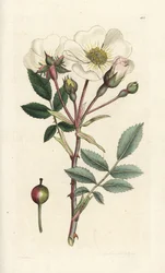 Vit hundros, Rosa arvensis. Handkolorerad kopparstick av James Sowerby från James Smith