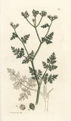 Vit spetsblomma, Orlaya grandiflora (Små caucalis eller basardpersilja, Caucalis daucoides). Handkolorerad kopparstick av James Sowerby från James Smith