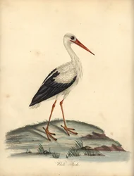 Vit stork, Ciconia ciconia. (Ardea ciconia) Handfärgad kopparstick av en illustration av William Hayes och Matilda Hayes från William Hayes