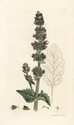 Vild engelsk clary, Salvia verbenaca. Handkolorerad kopparstick av James Sowerby från James Smith