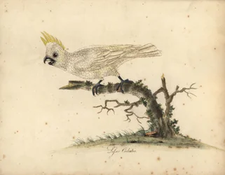 Gultofskakadua, Cacatua sulphurea. Akut hotad. (Liten gultofskakadua) Handkolorerad koppargravyr efter en illustration av William Hayes ur Portraits of Rare and Curious Birds from the Menagery of Osterly Park.