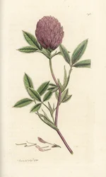 Sicksackklöver eller trefoil, Trifolium medium. Handkolorerad kopparstick av James Sowerby från James Smith