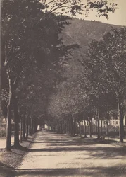 Trädens gränd, Pau, 1854.