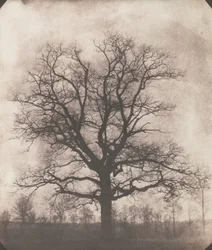 En ek på vintern, ca 1892-93 (kalotyp negativ)