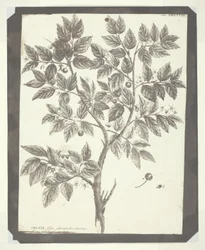 Kopia av botanisk gravyr av "Celtis"