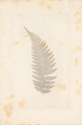 [Far]