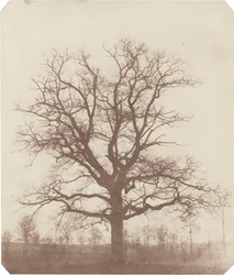 Ek,mitten av 1840-talet (foto)
