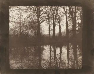 Träd och reflektioner