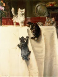 Katter