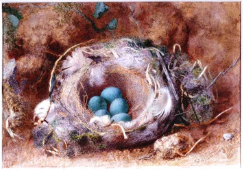 Fågelbo, ca 1825-1850 (Akvarell och gouache)