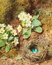 Primula och fågelbo med tre blå ägg