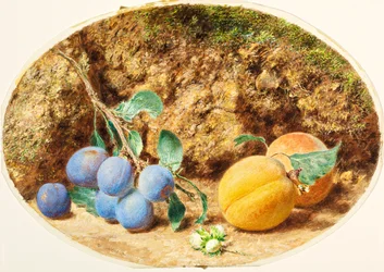 Lila plommon, aprikoser och tränötter, c.1860