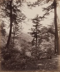 Klipputsikt, genom träden,ca. 1895 (foto)
