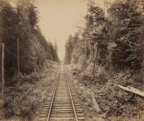 Hemlockskogen,ca. 1895 (foto)